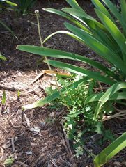 Taraxacum