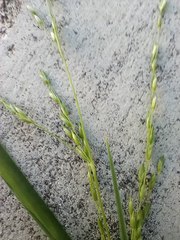 Poaceae