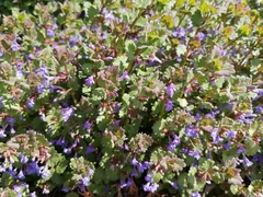 Glechoma hederacea