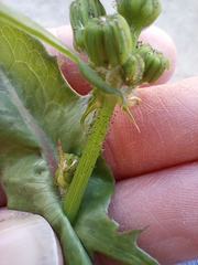 Sonchus