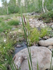 Carex appendiculata