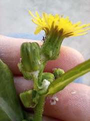 Aphididae