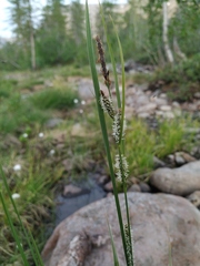 Carex appendiculata