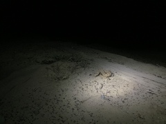 Crotalus cerastes cerastes