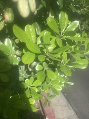 Pittosporum tobira