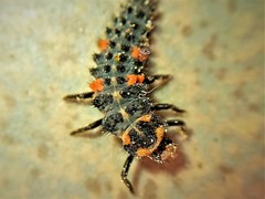 Coccinella septempunctata