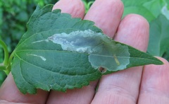 Calycomyza eupatorivora