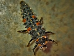 Coccinella septempunctata