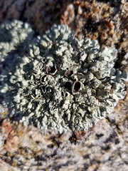 Xanthoparmelia lineola