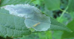 Calycomyza eupatorivora