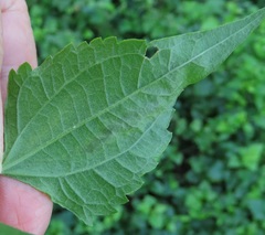 Calycomyza eupatorivora