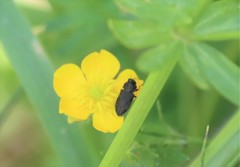Anthaxia quadripunctata