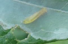 Calycomyza eupatorivora