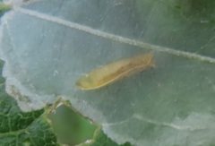 Calycomyza eupatorivora