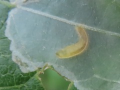 Calycomyza eupatorivora