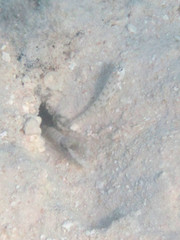 Ctenogobiops feroculus
