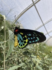 Ornithoptera