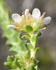 Diosma sabulosa
