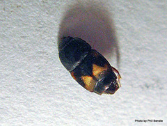 Carpophilus hemipterus