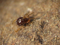 Crustulina scabripes
