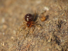 Crustulina scabripes