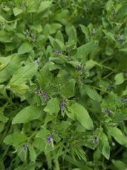 Asperugo procumbens