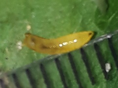 Calycomyza eupatorivora