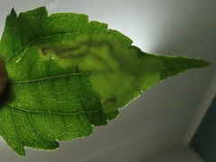 Calycomyza eupatorivora