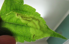 Calycomyza eupatorivora