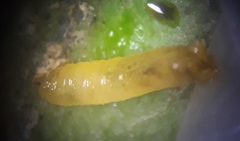 Calycomyza eupatorivora