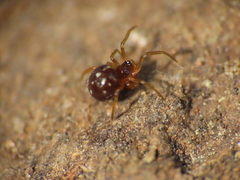 Crustulina scabripes