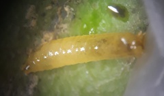 Calycomyza eupatorivora