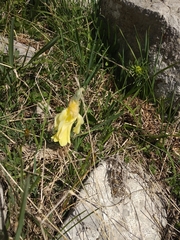 Narcissus moleroi