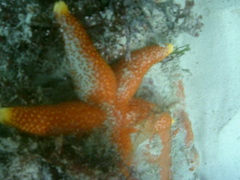 Fromia schultzei