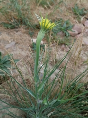 Tragopogon dubius