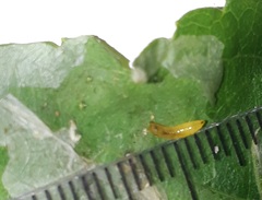 Calycomyza eupatorivora