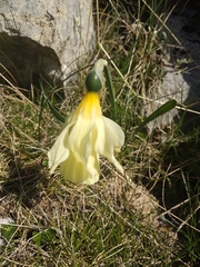 Narcissus moleroi