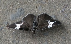 Rheumaptera hastata