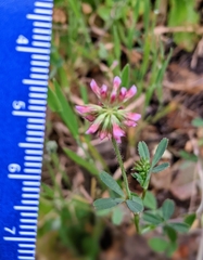 Trifolium bifidum decipiens