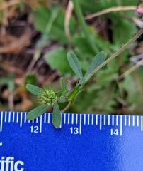 Trifolium bifidum decipiens