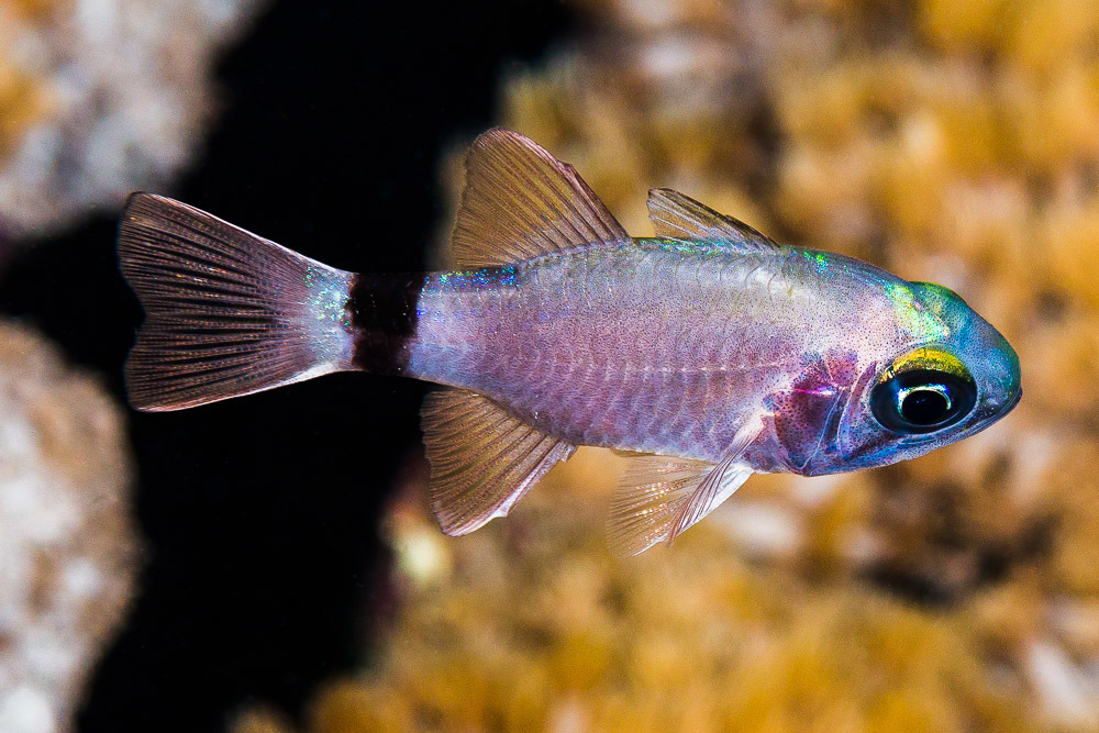 Ringtail Cardinalfish