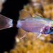 Tailring Cardinalfish - Photo (c) François Libert, some rights reserved (CC BY-NC-SA)