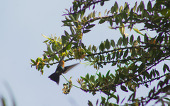 Eriocnemis cupreoventris