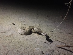 Crotalus cerastes cerastes