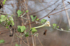 Rivea hypocrateriformis