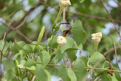 Rivea hypocrateriformis