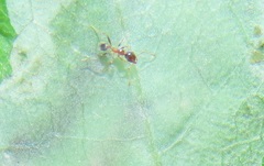 Pheidole megacephala