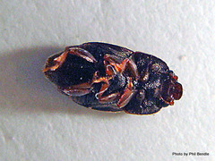 Carpophilus hemipterus