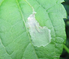 Calycomyza eupatorivora