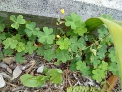 Oxalis